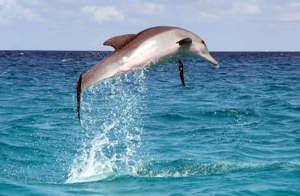 Mchanga Zanzibar - Dolphins Safari
