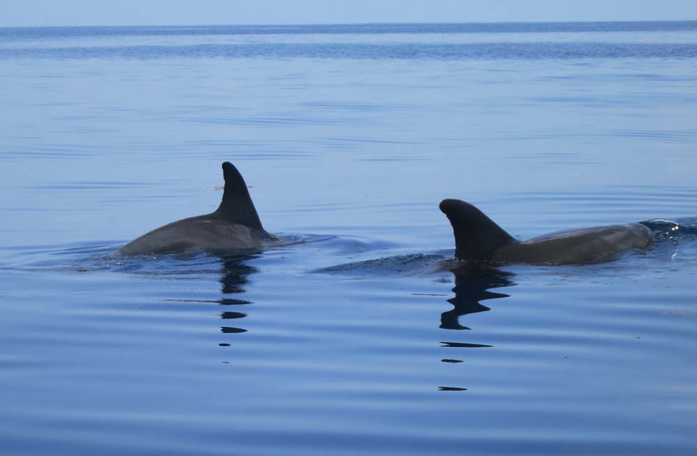 Mchanga Zanzibar - Dolphins Safari