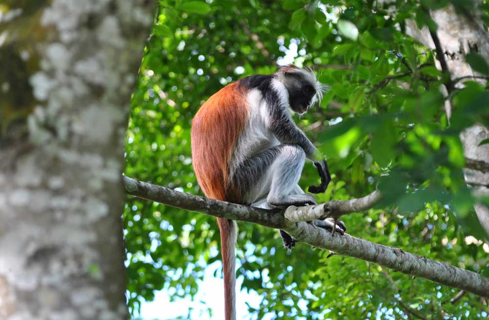 Mchanga Zanzibar - Jozani forest tour